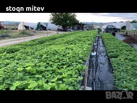продавам целогодишен разсад ягоди и малини0885353190, снимка 7 - Разсади - 53625104