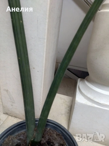 Тръбеста сансевиера, снимка 3 - Стайни растения - 53333567