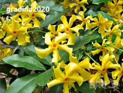 Жасмин вечно зелен Налични 4 вида, снимка 4 - Разсади - 49939528