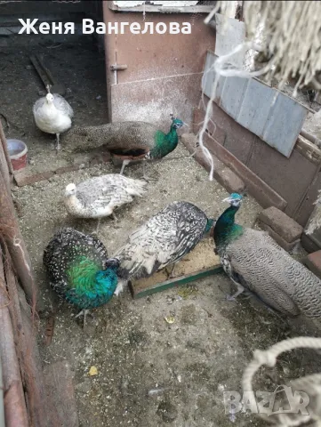 Пауни, снимка 1