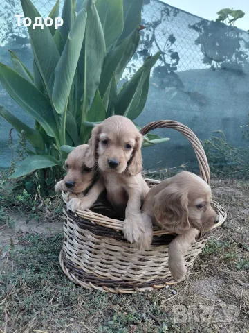 Кученца Кокер Шпаньол 