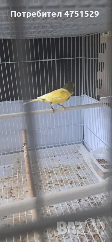 Продавам Орфееви Канари 2025г. и 2026г. , снимка 9 - Канари - 56131134