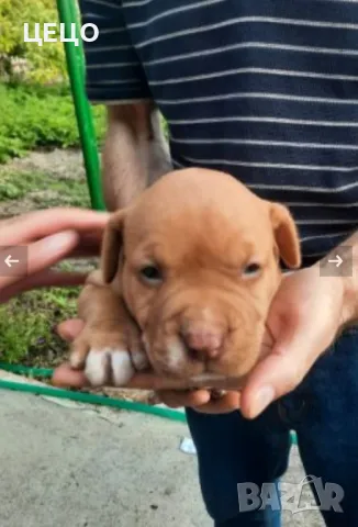 ПРОДАВАМ МАЛКИ ПИТБУЛИ !!! БЛУ НОС, снимка 7 - Питбул - 48336660