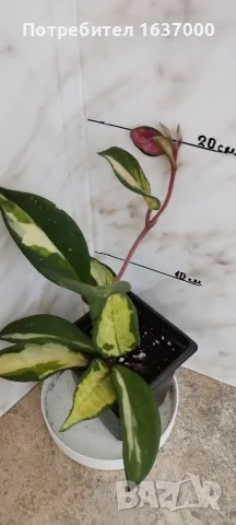 Хоя Tricolor , стайно растение 