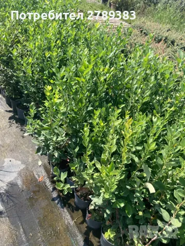 Боровинки, снимка 2 - Градински цветя и растения - 45655827