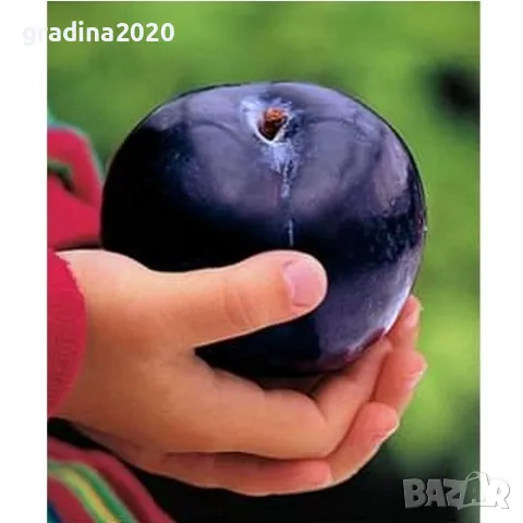 Слива - Черен диамант (Блек Даймънд)