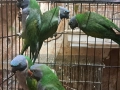 продавам папагали китаиски александар 2023 г 3 женски, снимка 4