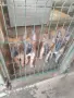 Продавам Белгийски Овчарки Малиноа  , снимка 1