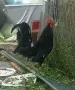Японски петли за разплод хоби японски кокошки токачки, снимка 2