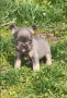 Френски булдог Блу Тан/French Bulldog Blue Tan , снимка 1