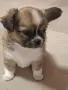 бебета чихуа две момичета и две момчета, снимка 1