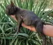 Френски. булдог , снимка 16