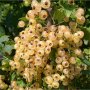 Дръвчета касис и цариградско грозде, снимка 1 - Градински цветя и растения - 44195828