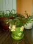 Коледничета в големи керамични саксии , снимка 9