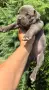 Американско Були Хл/American Bully XL , снимка 4