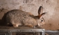 Домашни зайци, снимка 2