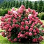 Хортензия Розова Кралица за супер слънце, Hydrangea paniculata `Pink Queen`