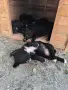 Малки кученца Бретон шпаньол , снимка 8