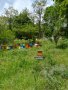 Български пчелен мед от Родопите Реколта 2023!, снимка 2