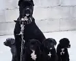 Кане Корсо.  
🐶🐶, снимка 3