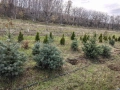 коледна елха в саксия-жива, снимка 16