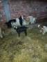 Продавам кози стадо, снимка 5