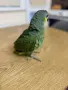 Бебе Венецуелска Амазона, снимка 7