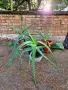 Алое вера (Aloe barbadensis Miller), снимка 1