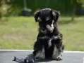 Цверг Шнауцери черно сребро, снимка 5