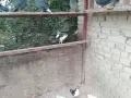 Пазарджишки гълъби, снимка 7