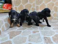 Продавам кученца Кокер шпаньол , снимка 14