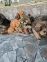 чистокръвни кралски пекинези, снимка 3