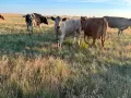 Продавам бременни месодайни кравикръстоски;търся съдружник, снимка 14
