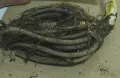 Луковици и грудки на лилиуми и далии, снимка 15