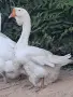 Холмогорски Гъски , снимка 1