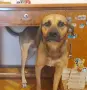 Подарявам домашно куче. , снимка 2