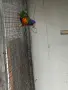 Папагал многоцветно Лори , снимка 2