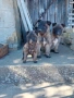 Продавам белгийски овчарки , снимка 8