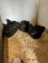 Продавам черен Орпингтон. , снимка 8