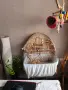Продавам ръчно хранен папагал Пирура, снимка 5