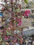 Декоративна червена ябълка , снимка 3