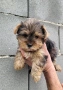 Йоркширски териер мини-мерле!!!, снимка 2