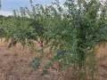 Сливи за ракия, компот и сушене, снимка 4