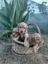 Кученца Кокер Шпаньол , снимка 1