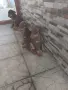 малки принцеси търсят своя нов дом , снимка 1