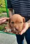 ПРОДАВАМ МАЛКИ ПИТБУЛИ !!! БЛУ НОС, снимка 7