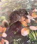 Чинчила две женски, снимка 2