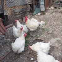 Пилета и яйца от Бяло Брезе., снимка 2 - други­ - 40467968