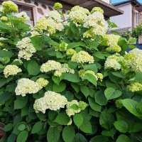 Хортензия,Бяла  , снимка 4 - Градински цветя и растения - 41424444