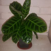 Калатея зебрина /Calathea zebrina/, снимка 2 - Стайни растения - 40851715